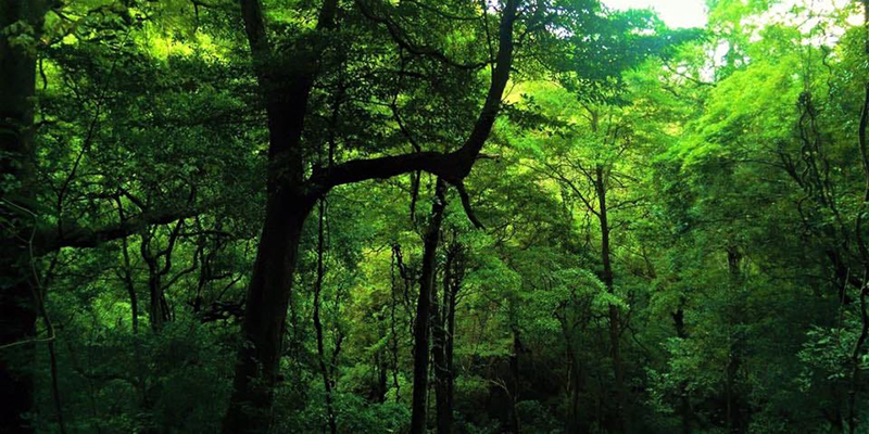Singharaja Forest Reserve