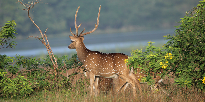 Wilpattu National Park