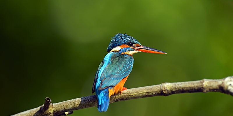 Yala National Park