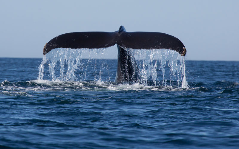 whale watching